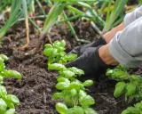 Mains gantées plantant du basilic frais dans la terre. Apprenez comment cueillir le basilic pour un maximum de saveur.