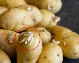 Pommes de terre germées, dont une pomme de terre molle avec de nombreuses pousses blanches.