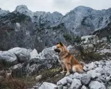 Pies siedzi na kamienistym szlaku, gotowy na wyprawę gdzie w góry z psem. W tle majestatyczne, skaliste szczyty.