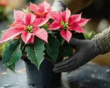 Hände in schwarzen Handschuhen halten einen leuchtend roten Weihnachtsstern in einem Topf. Die Pflanze hat grüne Blätter und rote Hochblätter.