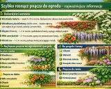 Szybko rosnące pnącza zimozielone na siatkę: winobluszcz, powojniki, bluszcz, wiciokrzew. Wiele gatunków szybko pokrywa ogrodzenie.