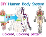 Illustrazione di un modellino corpo umano fai da te con scheletro, organi e sistema circolatorio.