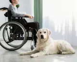 Łagodny pies rasy golden retriever, jeden z wielu psów do dogoterapii, leży obok chłopca na wózku inwalidzkim.