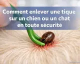 Un outil vert est utilisé pour enlever une tique sur la peau d'un chien. Apprenez comment enlever une tique sur un chien en toute sécurité.