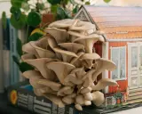 En stor klase ostronskivling växer framför en miniatyr av ett rött hus. En vacker demonstration av hur man kan odla svamp hemma.