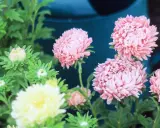 Rosa aster perenn-blommor blommar i trädgården, med knoppar som väntar på att öppna sig.