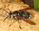 A bald faced hornet, common in Colorado, rests on a textured surface. Its black and white markings are striking.