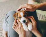 Uroczy, 7-tygodniowy szczeniak Jack Russell Terrier w rękach. Czy można wziąć 7 tygodniowego szczeniaka? Tak, jeśli jest gotowy do adopcji.