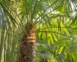 Un tronc fibreux de Trachycarpus fortunei se dresse au milieu de feuilles vertes luxuriantes et de tiges de bambou.
