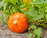 Un plant de potiron mûr, d'un orange vif, repose sur la terre, entouré de feuilles vertes luxuriantes.