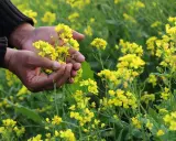 Mains tenant des fleurs de moutarde jaunes dans un champ.