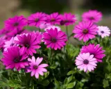 En grupp rosa blommor med mörka mittar, som en solig dag i trädgården.
