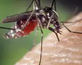 ¿Tienes Virus del Nilo? Reconoce los síntomas y cuándo acudir al médico
