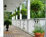 Porche con helechos colgantes y macetas de hierbas, creando un ambiente natural con plantas que ahuyentan los mosquitos.