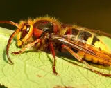 Nahaufnahme einer Hornisse auf einem Blatt. Tipps, um Hornissen zu vertreiben, sind wichtig, wenn diese Insekten stören.
