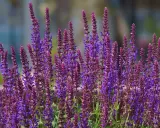 Épis de sauge vivace aux teintes violettes et pourpres, parfaits pour un entretien facile au jardin.