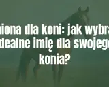 Jak nazwać konia? Znajdź idealne imię i poznaj zasady!