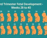 Ilustración del desarrollo fetal en el tercer trimestre de embarazo, mostrando fetos de 28 a 40 semanas.