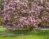 Magnolia en pleine floraison rose, un spectacle printanier. Idéal pour savoir quand planter un magnolia et profiter de sa beauté.