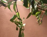 Une feuille de citronnier recroquevillée, signe d'un besoin d'eau, pend tristement contre un mur ocre.