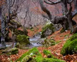 Un arroyo serpentea entre rocas cubiertas de musgo y hojas secas en un bosque de hayedos en León.