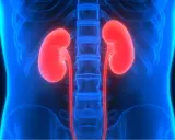 Anatomia nerek, podkreślonych na czerwono, w kontekście układu kostnego. Obraz symbolizuje schyłkową niewydolność nerek.