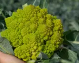 Une main tient un chou romanesco d'un vert vif, ses florettes formant une spirale fractale fascinante.