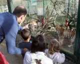 Familia observa tigres en el zoo Asturias. Un padre señala a un tigre mientras sus hijos miran fascinados.