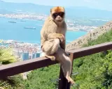 Ein Berberaffe sitzt auf einem Geländer mit Blick auf die Stadt und das Meer. Die berühmten Gibraltar Affen sind ein Wahrzeichen.