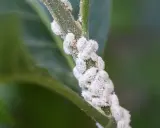 Kolonia wełnowców na łodydze rośliny, przygotowana do oprysku. Białe, kłębkowate owady pokrywają zieloną gałązkę.