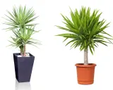 Zwei Yucca-Palmen in Töpfen. Die linke in einem dunklen, hohen Topf, die rechte in einem orangen. Tipps zur Yucca Palme Pflege.