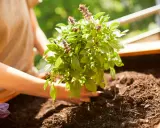 Mains douces plantant un plant de basilic frais dans la terre. Les feuilles vertes et les épis floraux sont visibles.
