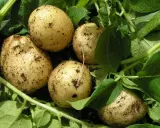 Des pommes de terre fraîchement sorties de terre, prêtes à être ramassées. Un signe que l'été touche à sa fin et qu'il est temps de penser à quand ramasser les pommes de terre.