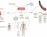 Mappa concettuale sull'apparato circolatorio: cuore, vasi sanguigni (arterie, vene, capillari), sangue (plasma, globuli rossi, bianchi, piastrine) e funzioni.