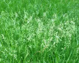 A field of lush green grass, with delicate white seed heads emerging, showing nature's cycle of letting grass go to seed.