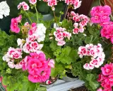 Kwitnące pelargonie w odcieniach bieli, różu i fuksji. Dowiedz się, jak pobudzić pelargonie do kwitnienia, by cieszyć się ich pięknem.