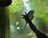 Ojciec z dzieckiem w restauracji oceanarium Międzyzdroje podziwiają płaszczkę.