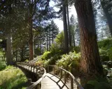 Sentiero in legno tra pini secolari e felci rigogliose, un invito alla scoperta della Sila Catanzaro.
