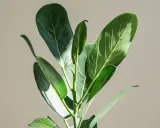 En närbild på en Ficus binnendijkii med sina stora, gröna blad som fångar solljuset.