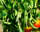 Feuilles de tomates enroulées et jaunies, signe de dessechement. Des tomates rouges mûrissent en arrière-plan.