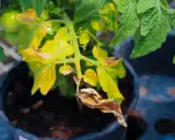 Feuilles de tomate jaunies et sèches, signe qu'il faut agir pour savoir que faire quand les feuilles jaunissent.
