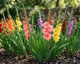 En rabatt med vackra gladiolus i olika färger, redo att planteras. De står i full blom och skapar en färgsprakande syn.