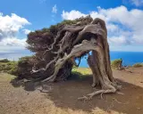 El sabinar el Hierro, un árbol retorcido por el viento, se alza majestuoso sobre el mar azul.