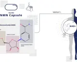NMN suplemento: ¿Para qué sirve? Guía completa de beneficios