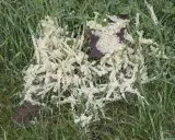 A patch of white, frothy dollar spot mycelium grows on wet green grass, with a dark leaf peeking through.