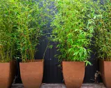 Quatre grands bambous en pot, aux tiges jaunes et feuillage vert vif, créent un mur végétal devant un fond en bois sombre.