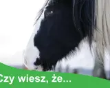 Czy wiesz, że niektóre rośliny trujące dla koni mogą stanowić zagrożenie? Dbaj o bezpieczeństwo swojego konia.