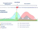 Wykres cyklu menstruacyjnego. Poziomy hormonów i testy owulacyjne. Ból jajnika po okresie może być związany ze zmianami hormonalnymi.