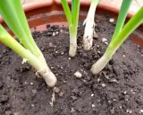 Jeunes pousses d'oignons verts en pleine culture ail, leurs bases blanches et vertes émergent d'un terreau riche.