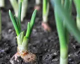 Young winter onions sprout from the soil, their green shoots reaching for the sky.